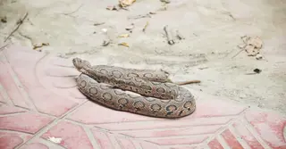 মানিকগঞ্জে জেলের জালে ‘রাসেল ভাইপার’, পদ্মাপাড়ে উদ্বেগ